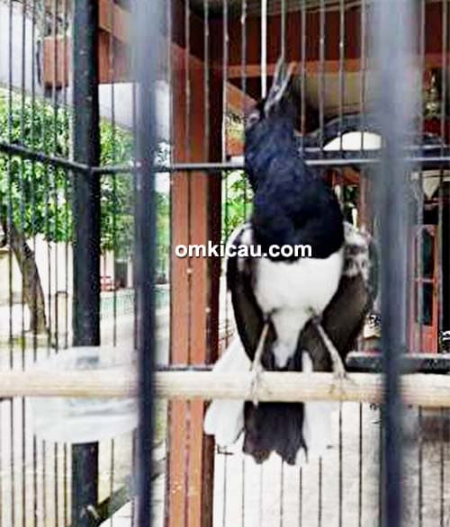 perawatan kacer predator perawatan kacer predator