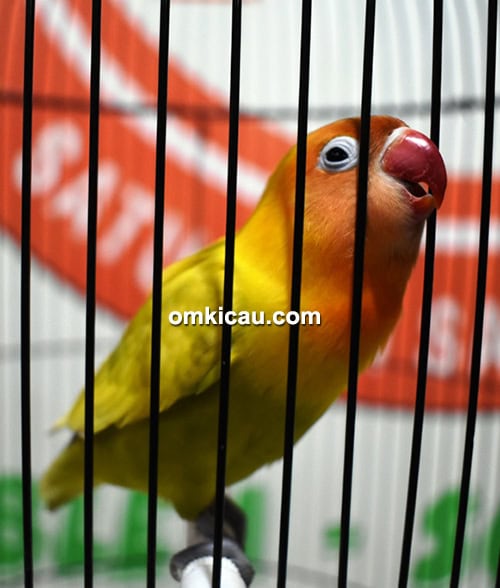 Lovebird Cepot