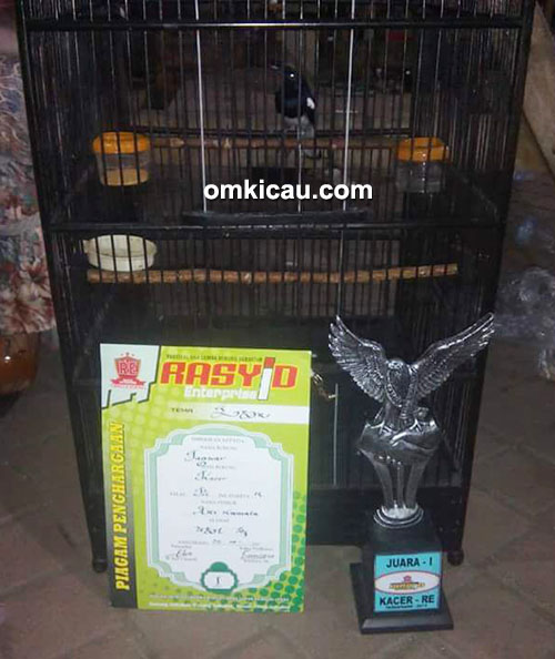 Pleci Jaguar