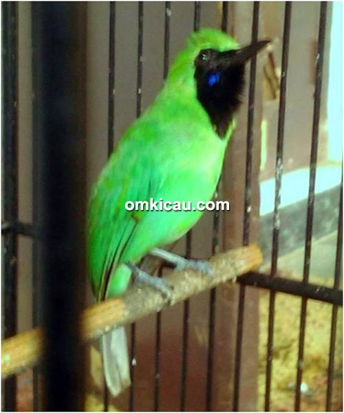 Cucak ijo Android