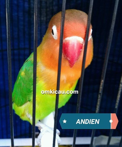 Lovebird Andien