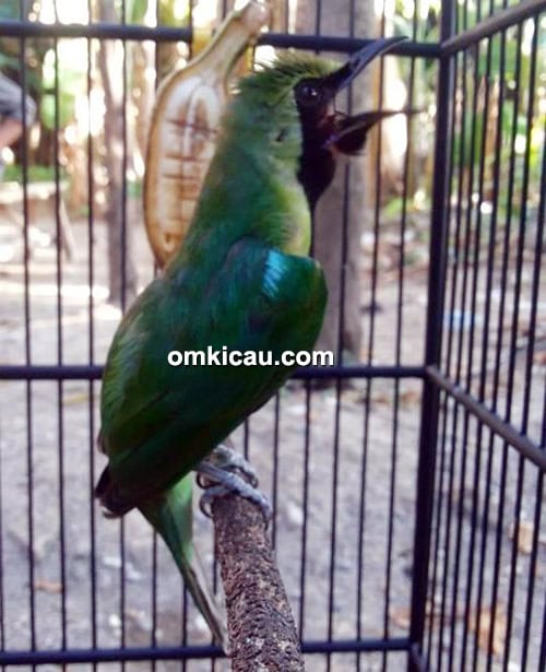 Cucak hijau Rextor
