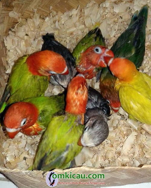 breeding lovebird breeding lovebird