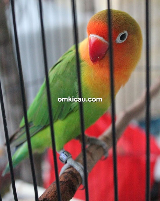 Lovebird Dewa Mabuk