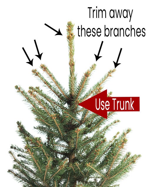 real tree with illustrations on trimming.