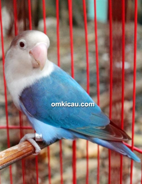 Lovebird Susan milik Om Jefry