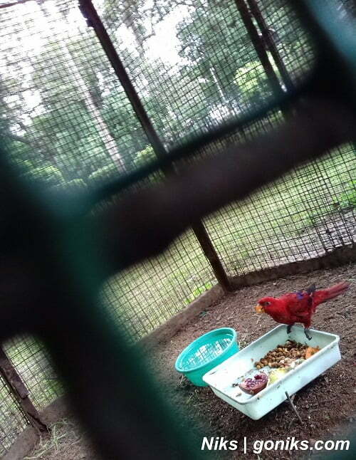 red parrot bird