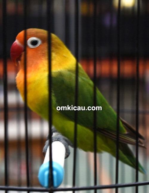 Lovebird Tumbar