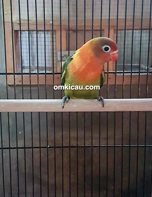 breeding lovebird