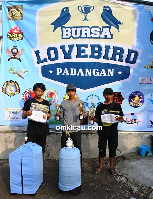 Om Avied dan lovebird Si Kuning.