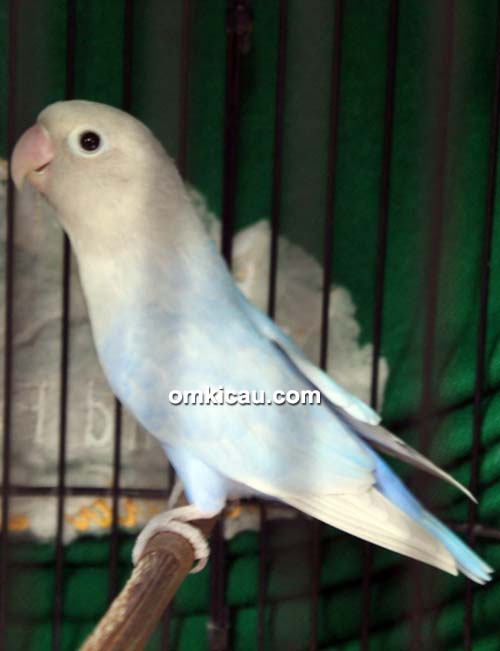 Lovebird Bayi Ajaib