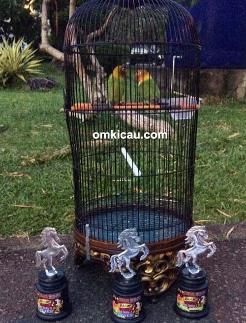 Lovebird HG