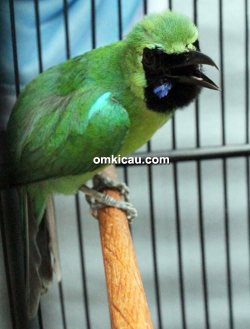 Cucak Hijau Magazine
