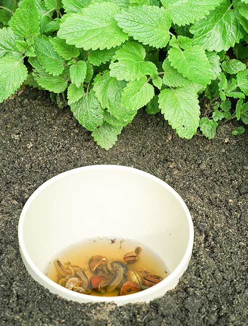 bowl of beer in garden