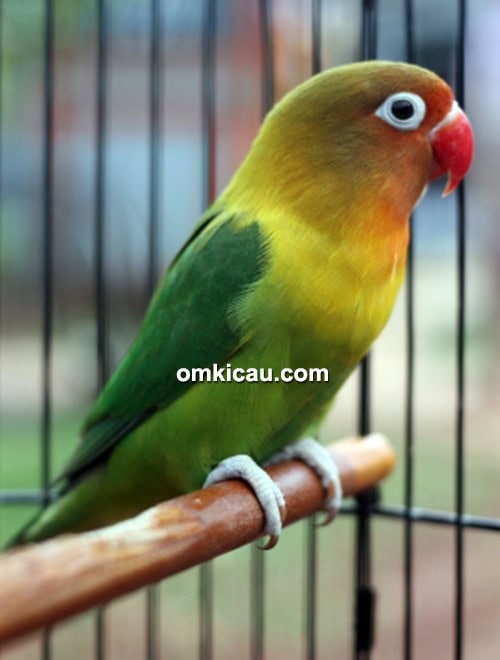Lovebird Kampret