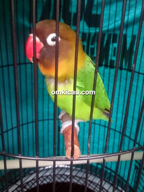 lovebird Juki