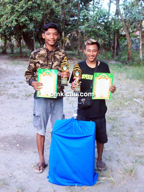 kenari Jaguar perawatan kenari Jaguar