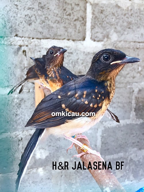 Anakan murai batu bahorok