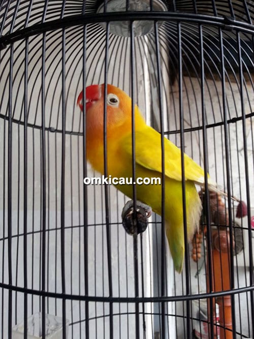 Lovebird Break Dance