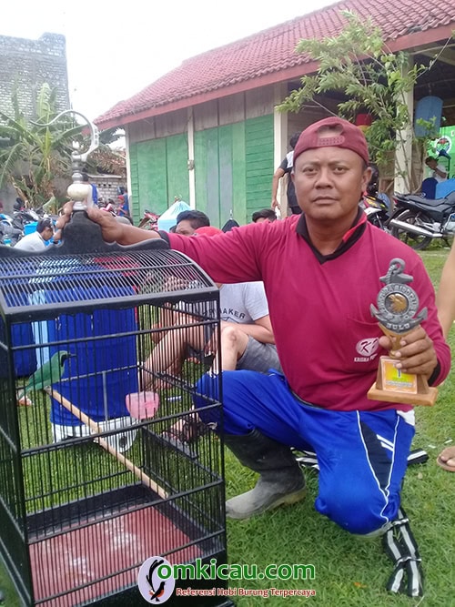 Cucak ijo Togek