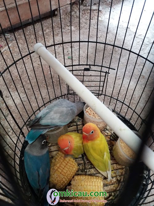 perawatan anakan lovebird