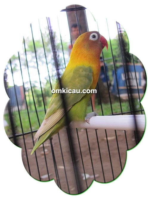 lovebird Granat Lovebird Granat