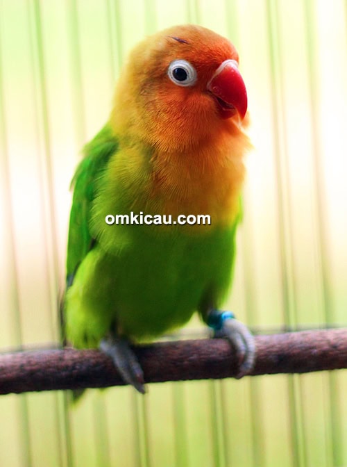 Lovebird Bagas