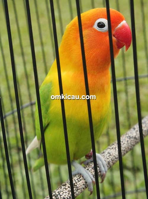 Lovebird Gideug