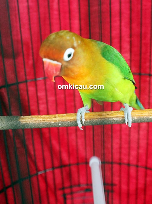 Lovebird Fretty