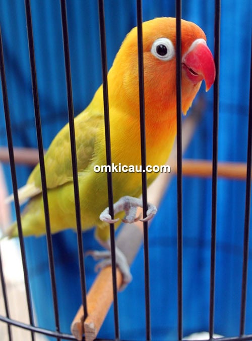 Lovebird Rara