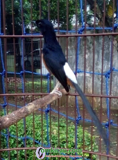 Murai batu Casper