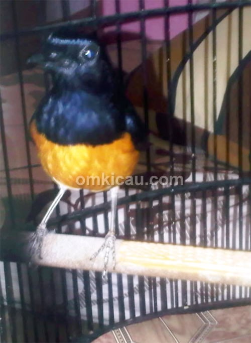 Murai blacktail Mercon