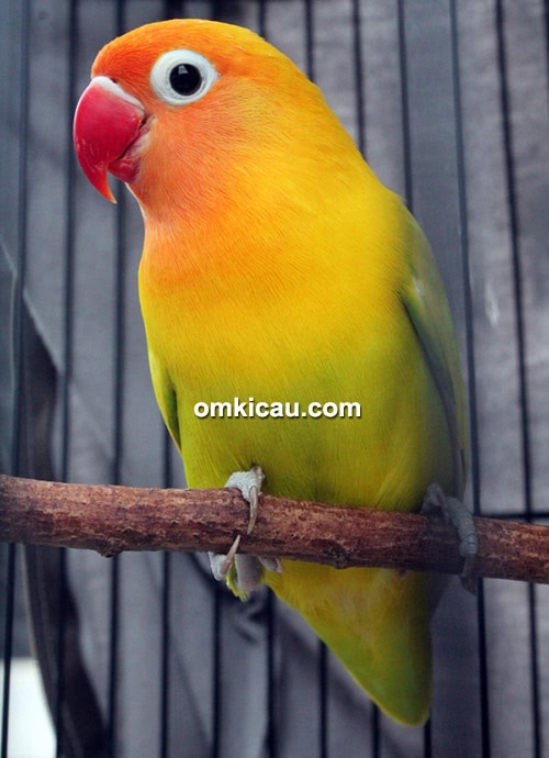 Lovebird Reza