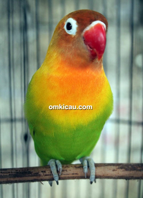 Lovebird Supernova