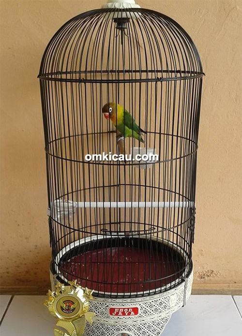 Lovebird Dayang Sumbi