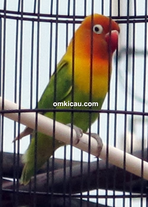 Lovebird Bejo