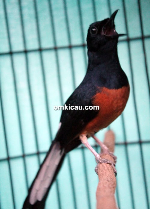 Murai batu Jagger