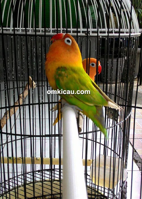 cara merawat burung lovebird cara merawat burung lovebird