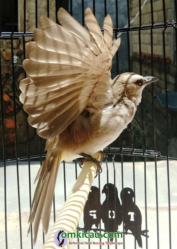 trucukan berprestasi