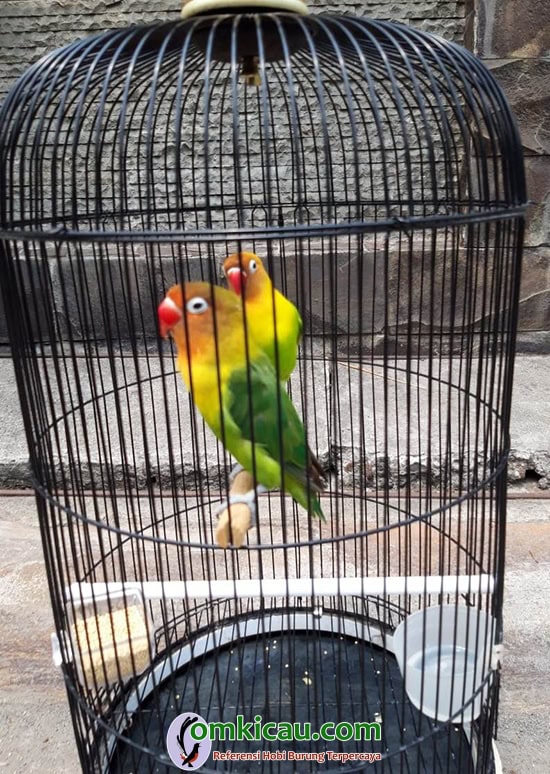 cara merawat burung lovebird