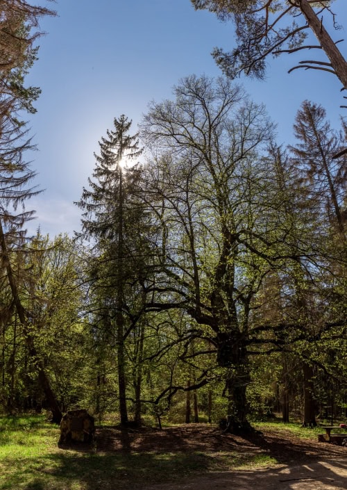 Madonna Linde bei Nauendorf die ca 300-350 Jahre alte Madonna Linde bei Nauendorf in Thüringen im April 2020
