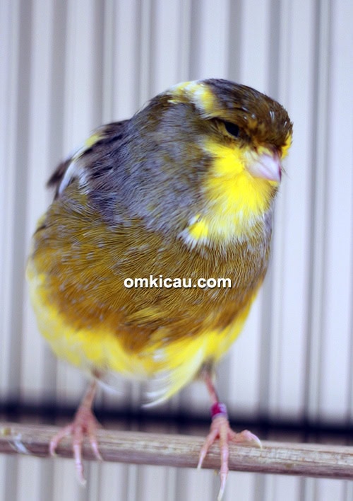 Breeding kenari PM 77 Canary BF Jambi