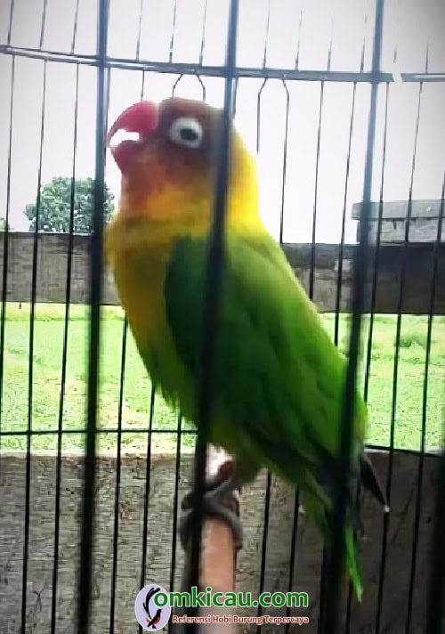 Lovebird Zarco