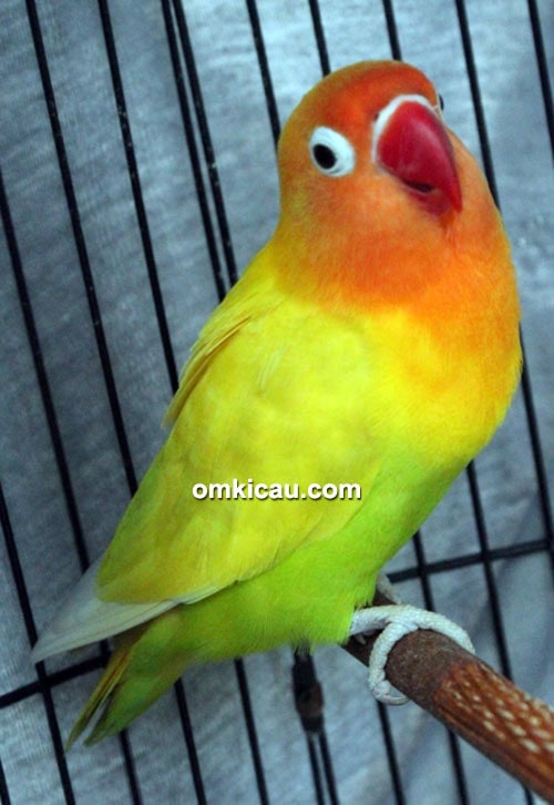 lovebird Safir