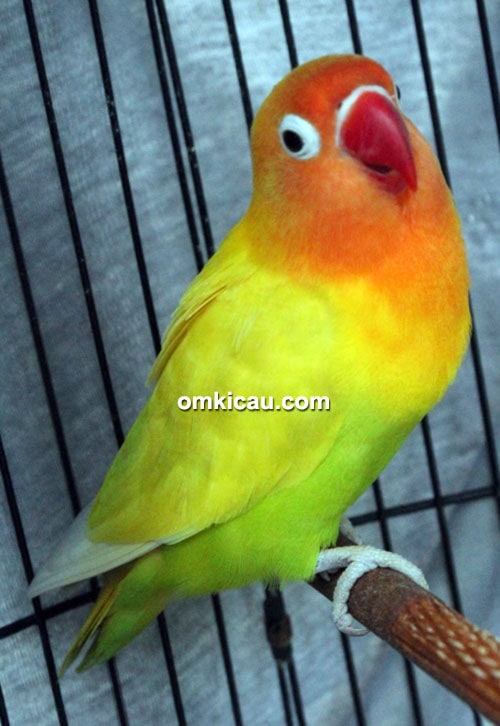 Lovebird Safir