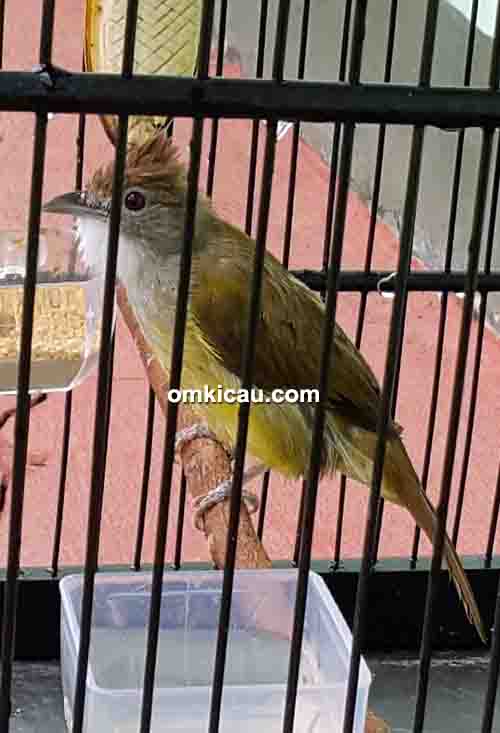 Cucak jenggot Markonah milik Om Wempi