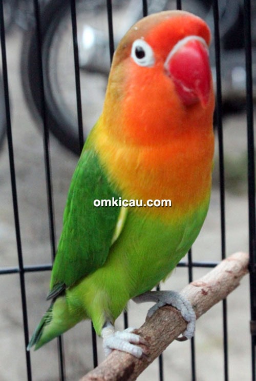 Lovebird Oleng