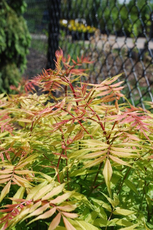 Sem False Spirea • Kiwi Nurseries Ltd