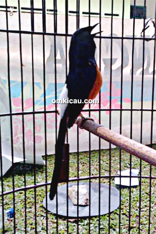 Breeder murai batu Bintang Arawan BF
