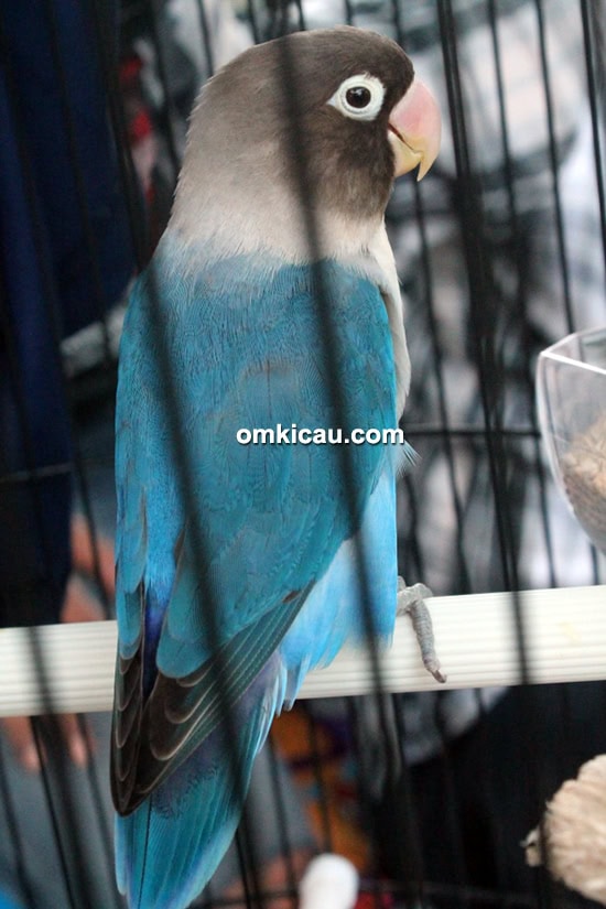 Lovebird Gala Gala